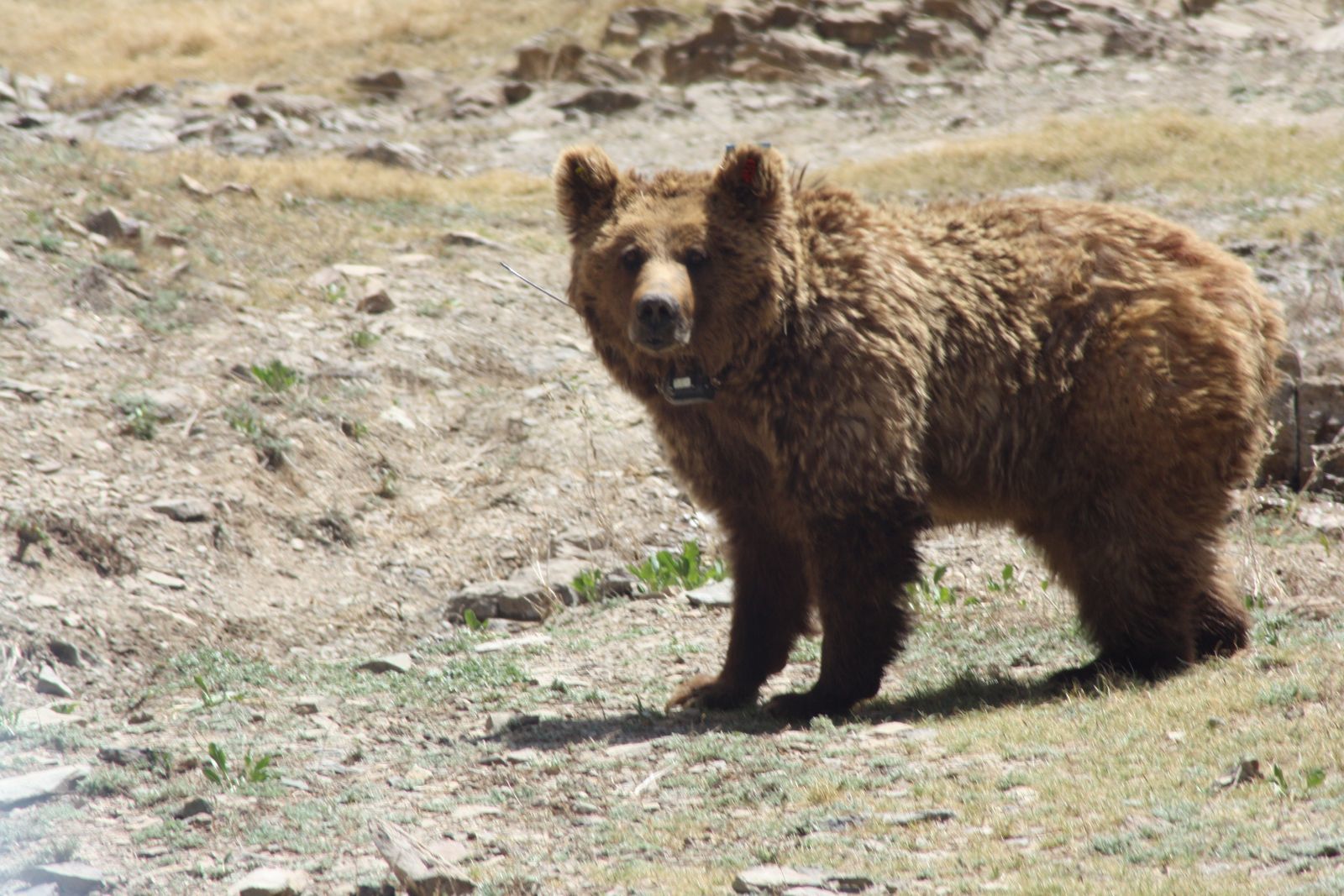 Mongolia’s Wildlife: A Battle for Survival Amidst Environmental Change